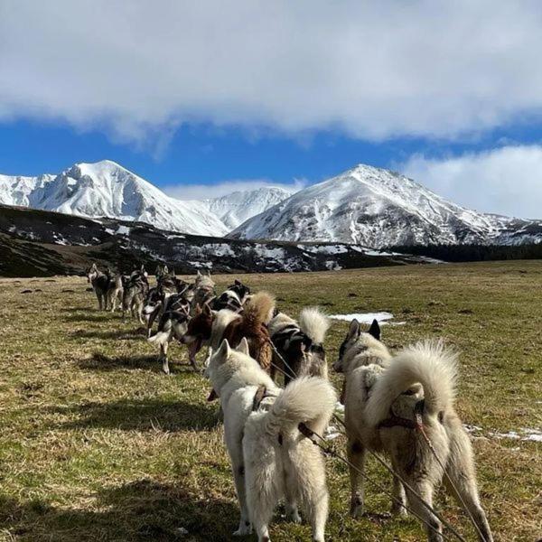 Gite Le Sancy Lägenhet Chastreix Exteriör bild